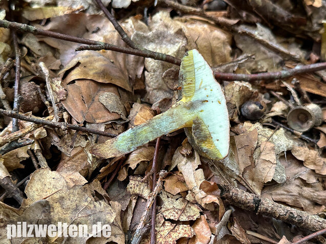 Falscher Rotfußröhrling, Düsterer Rotfußröhrling, Xerocomellus porosporus