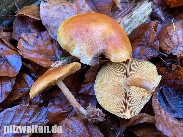 Geflecktblättriger Flämmling, Gymnopilus penetrans