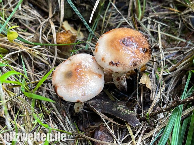 Gefleckter Gelbfuß, Gomphidius maculatus