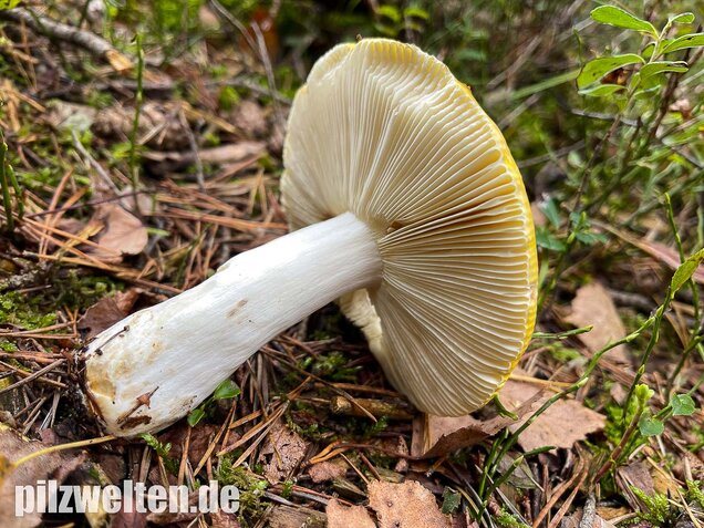 Gelber Graustieltäubling, Russula claroflava