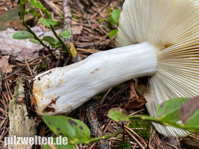 Gelber Graustieltäubling, Russula claroflava