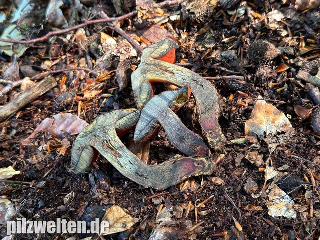 Kurznetziger Hexenröhrling, Suillellus mendax