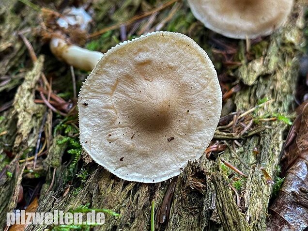 Lästiger Ritterling, Tricholoma inamoenum