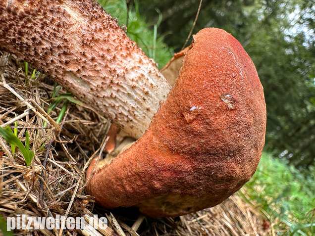 Laubwald-Rotkappe, Eichenrotkappe, Leccinum aurantiacum