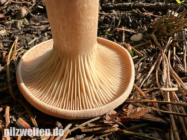Mönchskopf, Infundibulicybe geotropa