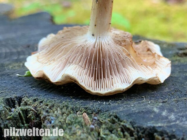 Nadelwaldschüppling, Pholiota spumosa