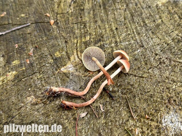 Natternstieliger Schwefelkopf, Hypholoma marginatum