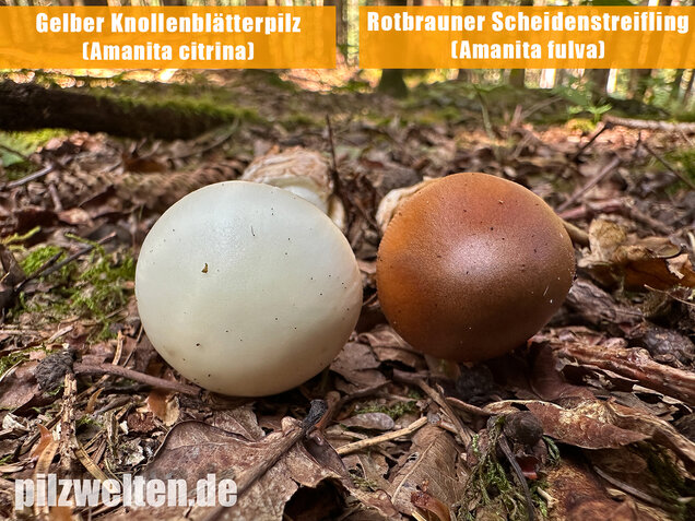 Rotbrauner Scheidenstreifling, Amanita fulva