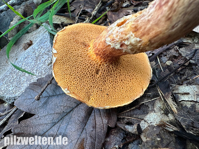 Rostroter Lärchenröhrling, Suillus tridentinus