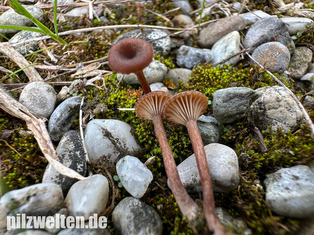 Becherförmiger Nabeling, Omphalina pyxidata