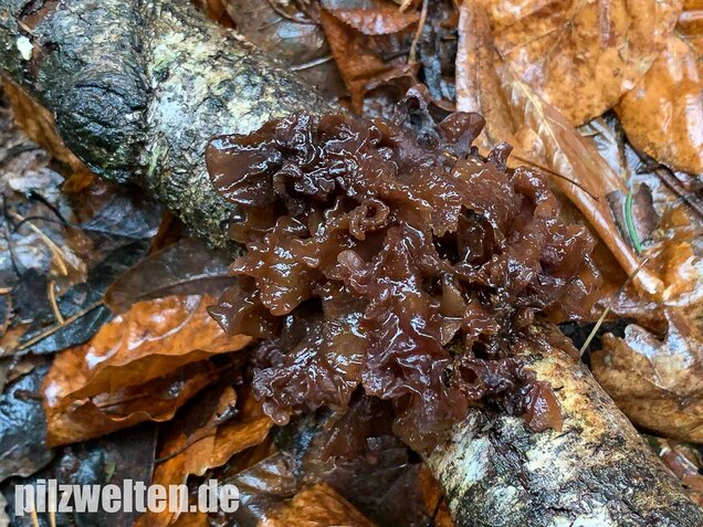 Rotbrauner Zitterling, Tremella foliacea