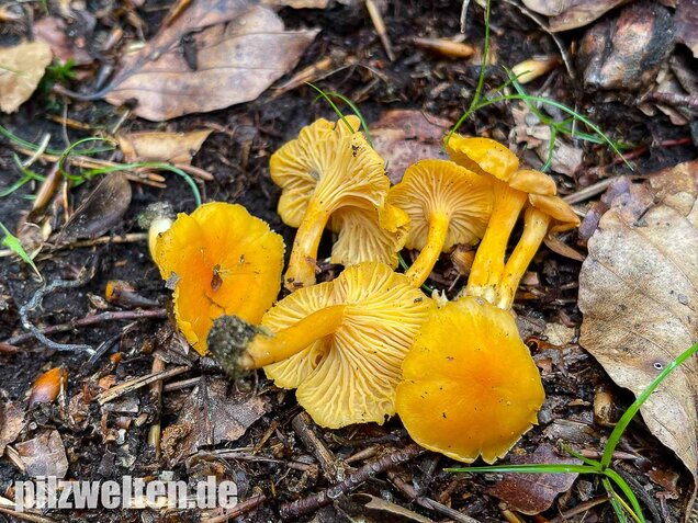 Samtiger Pfifferling, Cantharellus friesii