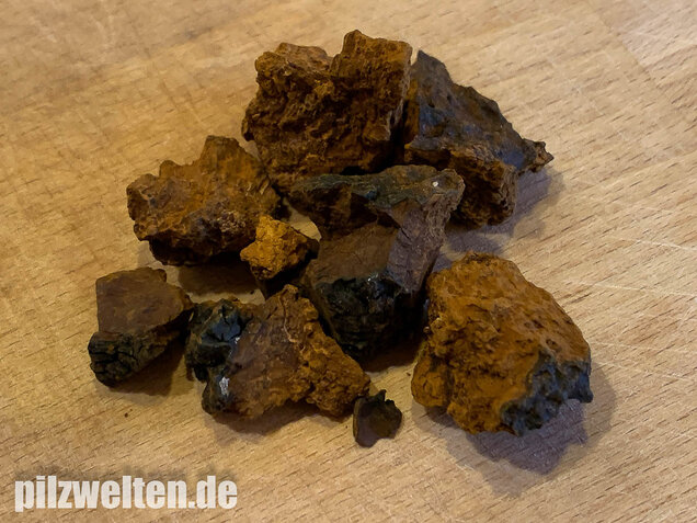 Schiefer Schillerporling, Chaga, Inonotus obliquus