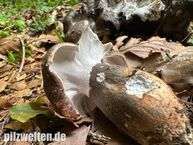 Schwarzweißer Rußporling, Boletopsis leucomelaena