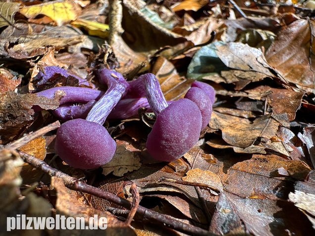 Violetter Lacktrichterling, Laccaria amethystina