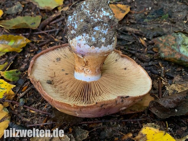 Violettrandiger Schleimkopf, Cortinarius balteatus
