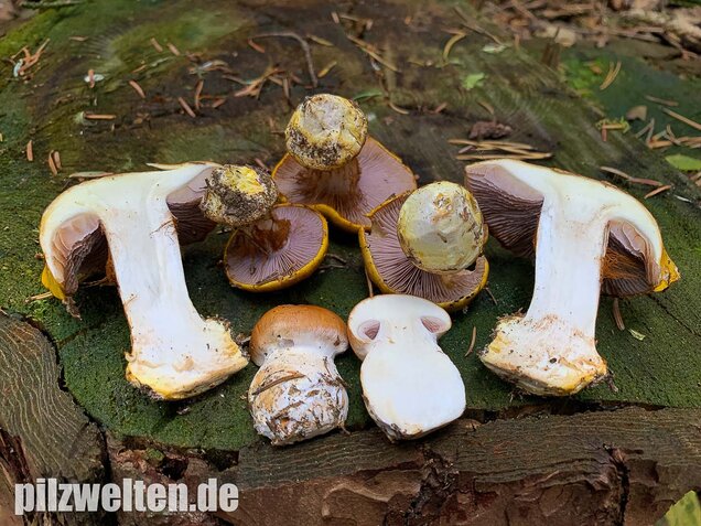 Blaublättriger Klumpfuß, Cortinarius callochrous