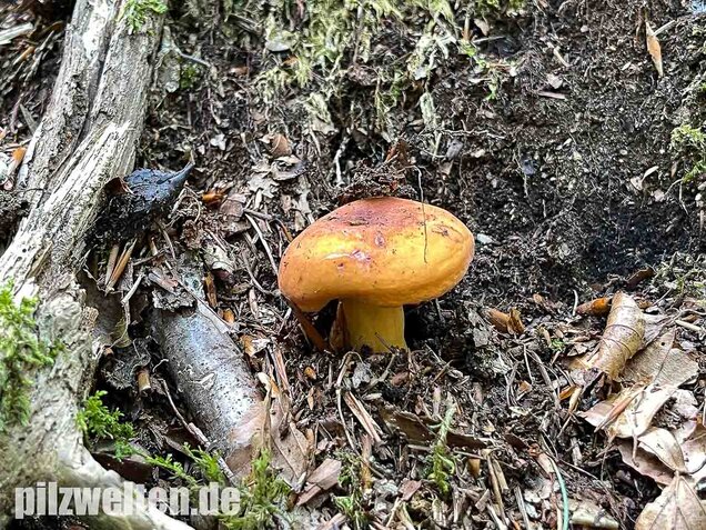Milchbrätling, Lactifluus volemus
