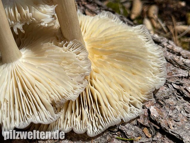 Breitblättriger Holzrübling, Megacollybia platyphylla