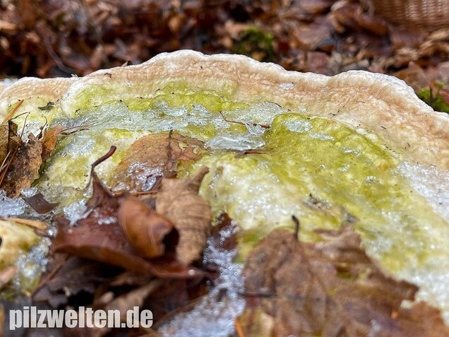 Buckeltramete, Trametes gibbosa