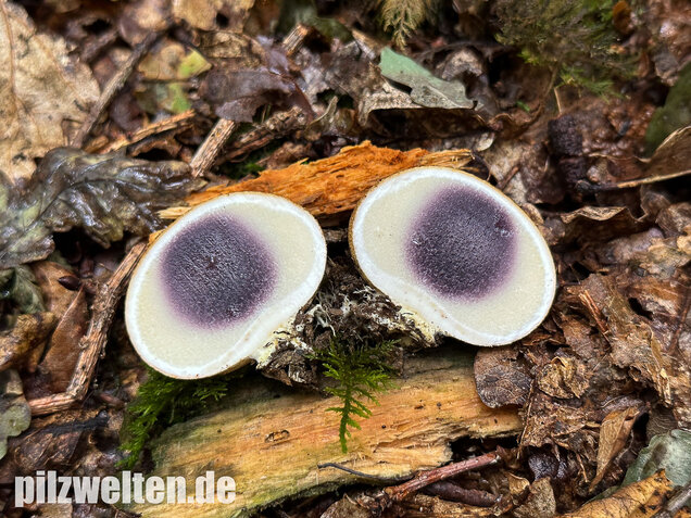 Dickschaliger Kartoffelbovist, Scleroderma citrinum