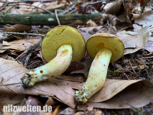 Ziegenlippe, Xerocomus subtomentosus
