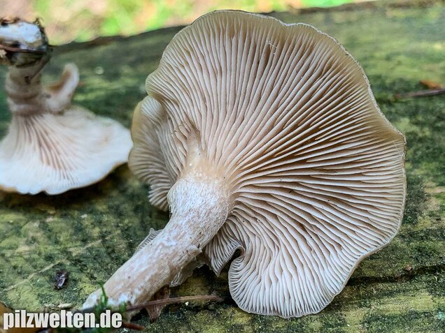 Fleischbräunlicher Anistrichterling, Clitocybe obsoleta