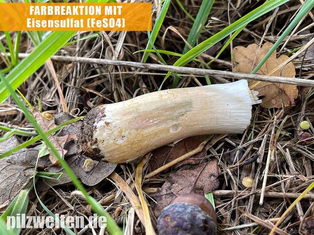 Heringstäubling, Fleischfarbener Heringstäubling, Russula xerampelina