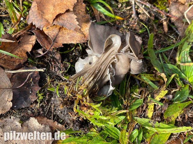 Gefurchte Lorchel, Helvella sulcata