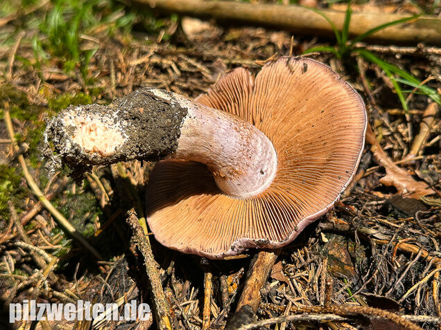 Dunkelfleckender Schleimkopf, Phlegmacium violaceomaculatum