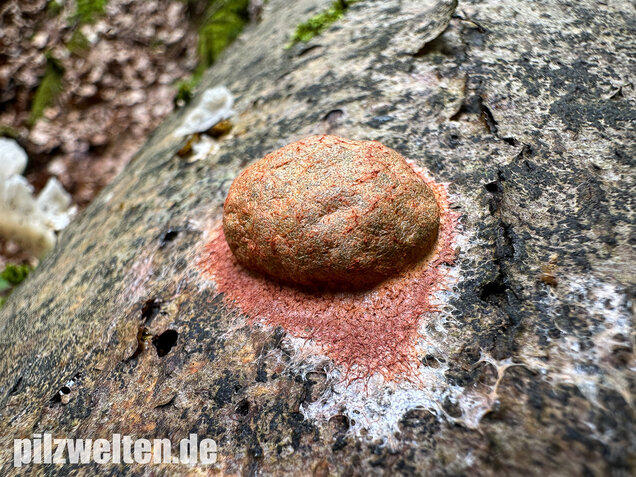 Gelboranger Schleimpilz, Rotoranger Schleimpilz, Fuligo leviderma