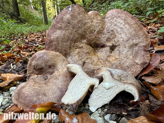 Gezonter Violettmilchling, Lactarius violascens