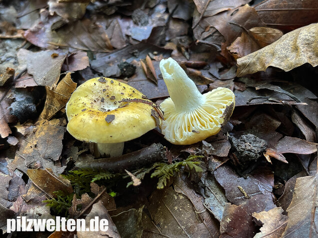 Glänzendgelber Dottertäubling, Russula acetolens
