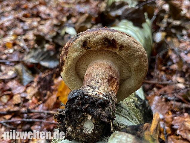 Großer Krempling, Paxillus validus