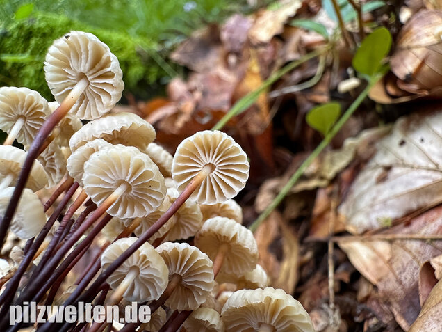 Halsbandschwindling, Marasmius rotula