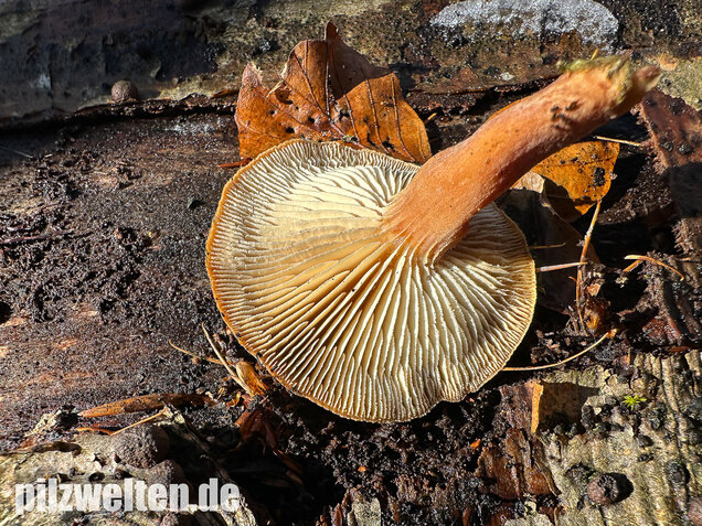 Harziger Sägeblättling, Neolentinus adhaerens