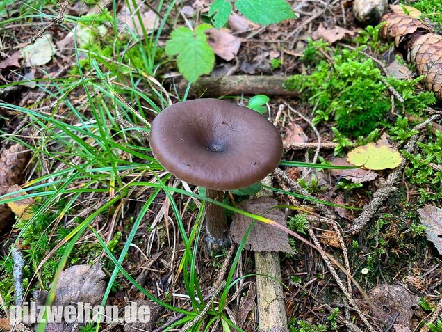 Kaffeebrauner Gabeltrichterling, Pseudoclitocybe cyathiformis