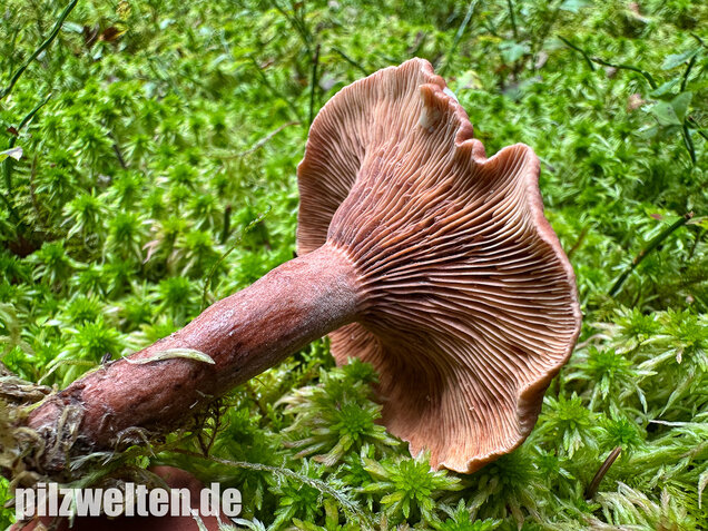 Kampfermilchling, Lactarius camphoratus
