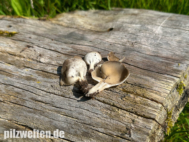 Kleine Becherlorchel, Dissingia confusa