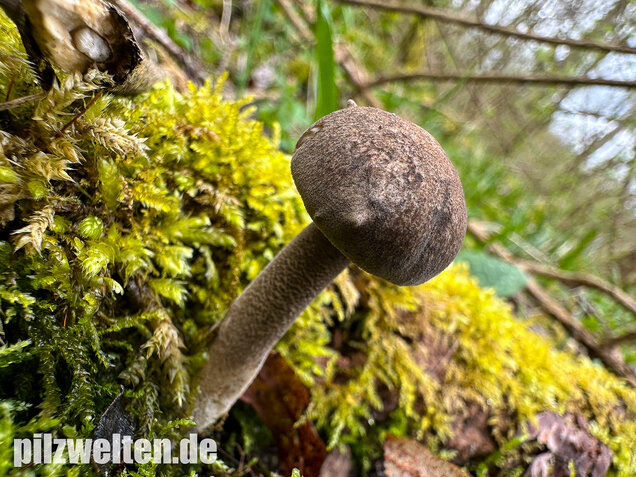 Maiporling, Bewimperter Stielporling, Lentinus substrictus
