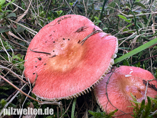 Milder Glanztäubling, Russula nitida