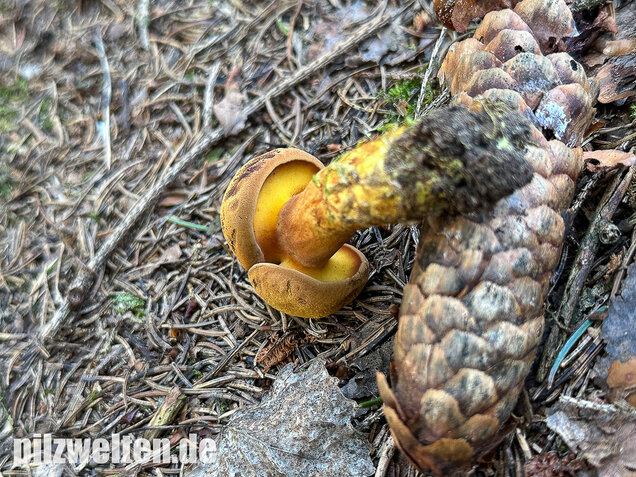 Nadelholzröhrling, Nadelholz-Pulverröhrling, Buchwaldoboletus lignicola