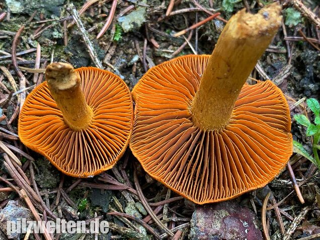 Orangefuchsiger Raukopf, Cortinarius orellanus
