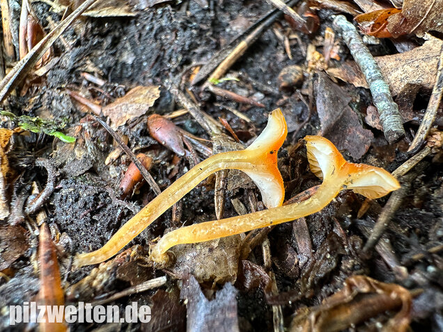 Orangeroter Heftelnabeling, Gelber Moosnabeling, Rickenella fibula
