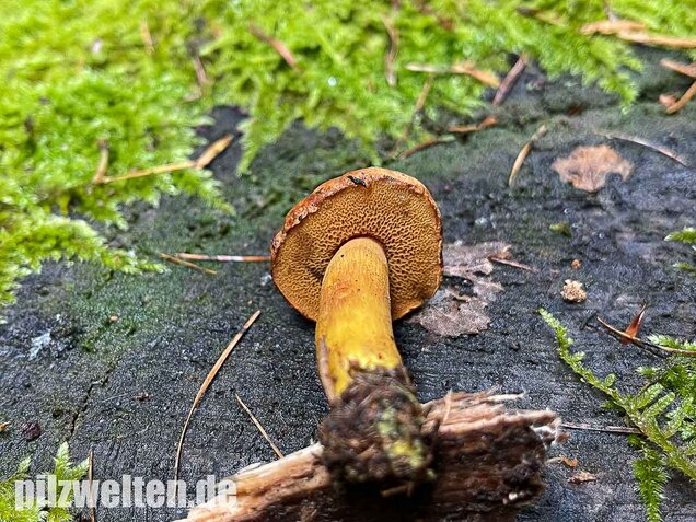 Pfefferröhrling, Chalciporus piperatus