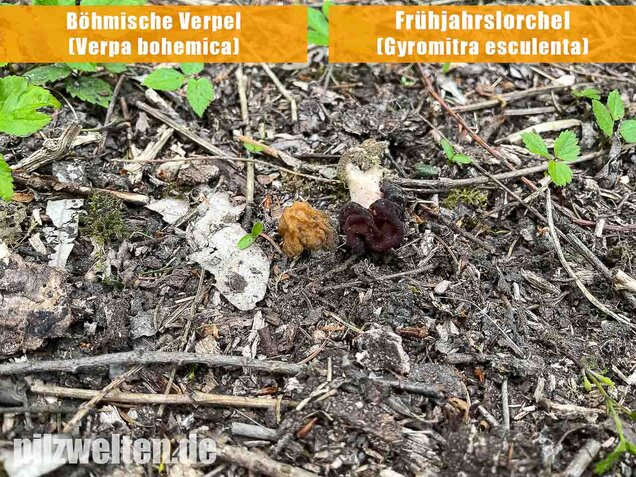 Frühjahrslorchel, Giftlorchel, Gyromitra esculenta