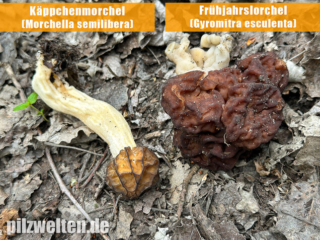 Käppchenmorchel, Morchella semilibera
