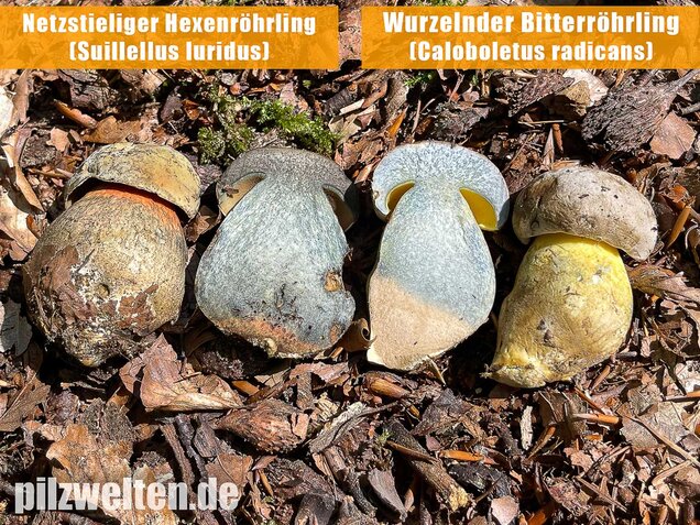 Wurzelnder Bitterröhrling, Caloboletus radicans