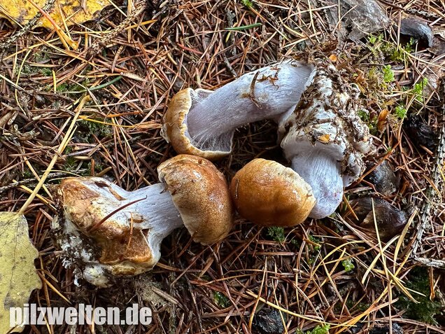 Purpurfleckender Klumpfuß, Thaxterogaster purpurascens
