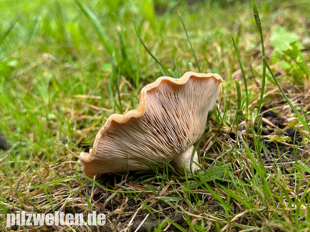 Queraderiger Milchling, Lactarius acerrimus